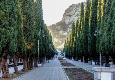 city trees healthy 1