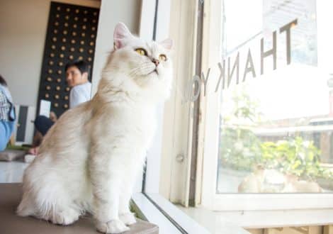 cat cafe