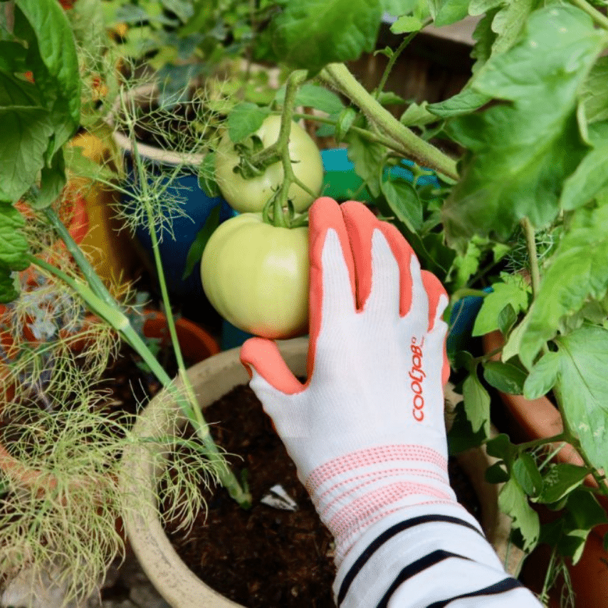 Garden Gloves Photo