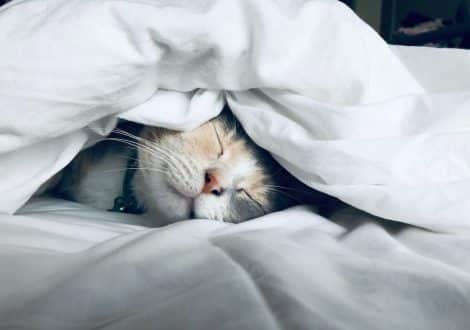 sleep