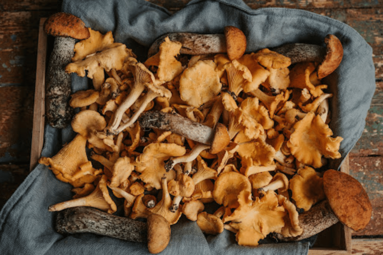 Mushrooms Image